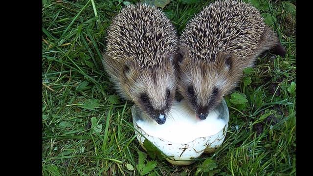 Что едят дикие животные смотреть онлайн