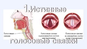 Что такое EVT? Обзор Estill voice training.13 фигур метода и 6 голосовых качеств.