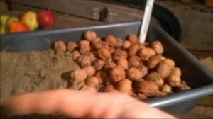 стратификация грецкого ореха в песке зимой