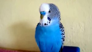 Говорящий попугай Кеша Красавчик