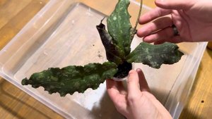 H. Undulata длинный лист-пересаживаю новинку коллекции
