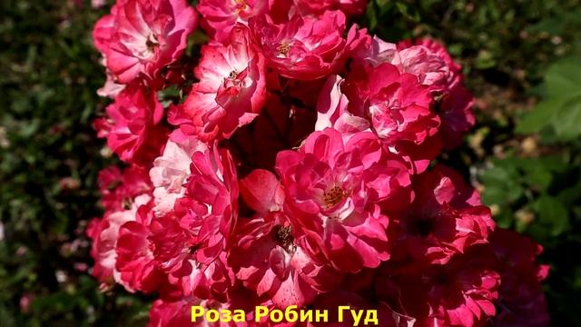 Постоянно цветущие розы, букетное цветение. Заказ роз на весну https://klumba7.ru/