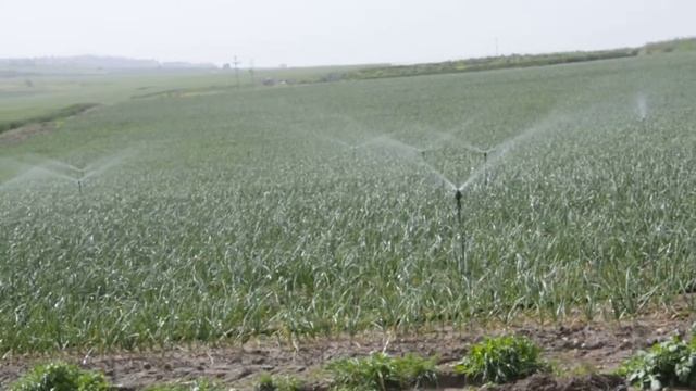 Полив Израильских полей смотреть онлайн