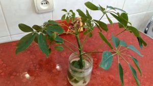 Шефлера древесная .Обрезка верхушки и укоренение её.