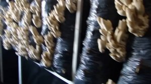 Выращивание грибов вешенка первый опыт ч2