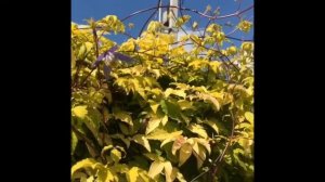 Clematis Stolwijk Gold , клематис Столвик голд