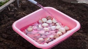 Посадка чеснока весной 2021 года по лунному календарю