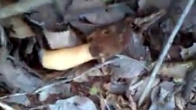 morchella esculenta rotundea spugnola piu falsa morchella смотреть онлайн