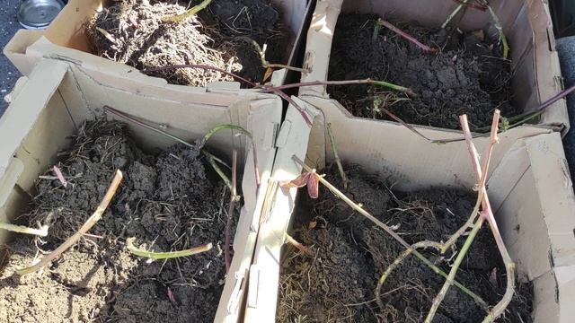 Саженцы ежевики Натчез.Закладываем планцацию под теплицу с ежевикой 5 соток. весной окс. смотреть онлайн