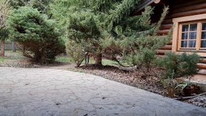 ?РАБОТА В САДУ. УХАЖИВАЮ И ПЕРЕСАЖИВАЮ ЦВЕТЫ "НЕЗАБУДКИ" ???