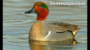 Утка чирок (разновидности) ??