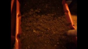 Почему гибнет червь/Разведение червя дендробена