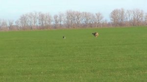 Кущевские испытания борзых собак 09 11 2019г