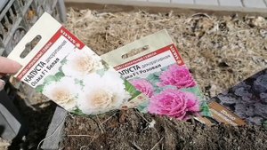 РАССАДА В МОБИЛЬНЫХ ГРЯДКАХ ИЗ ЯЩИКОВ | СЕЮ МАНГОЛЬД НА РАССАДУ