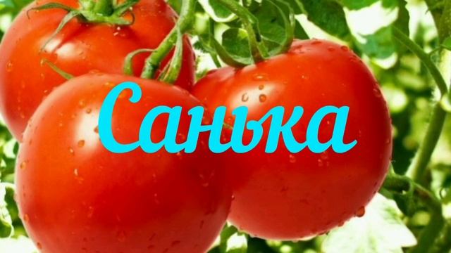 10 самых вкусных и высокоурожайных сортов помидоров для теплиц и открытого грунта. смотреть онлайн
