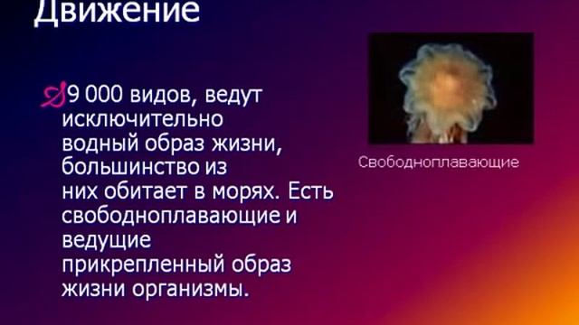Подцарство многоклеточные животные.Тип кишечнополостные.AVI