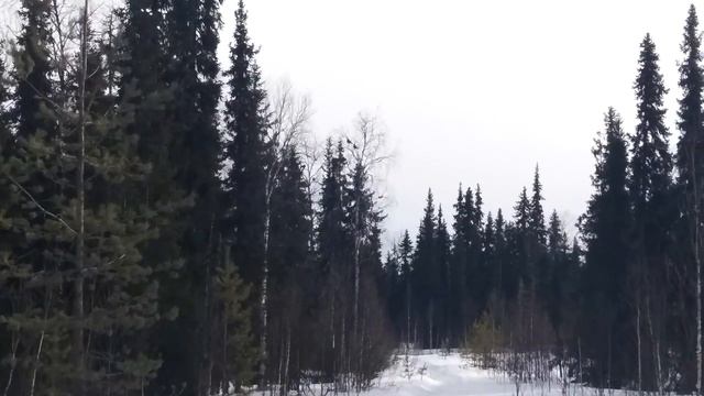 Прогулки в тайге. В поисках клёва. Весенняя рыбалка смотреть онлайн