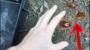 Старый дедовский способ от укусов КЛЕЩей, проверенный временем!!!