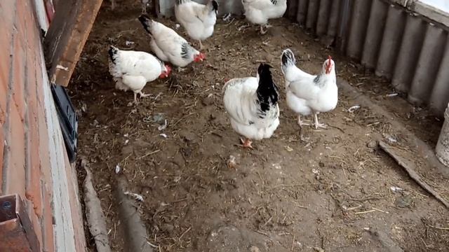Природный белковый корм для кур несушек!