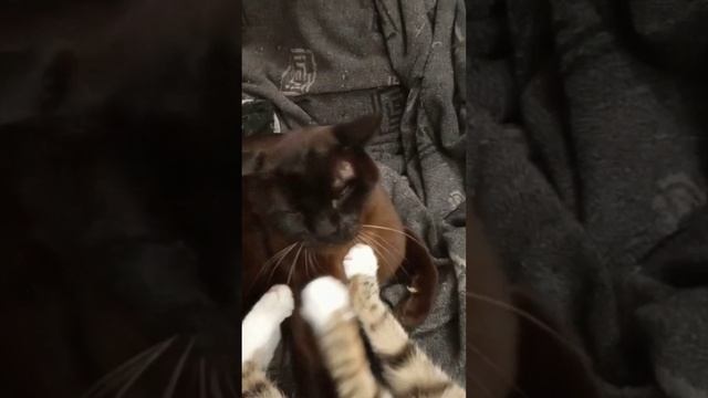 Вот такие кошачьи нежности