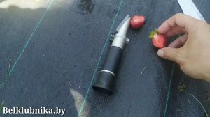 Шарлотта. Самый сладкий сорт клубники. НСД. Belklubnika.by.mp4