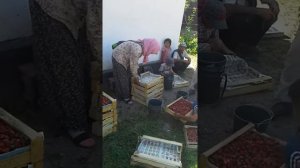 Кыргызская клубника