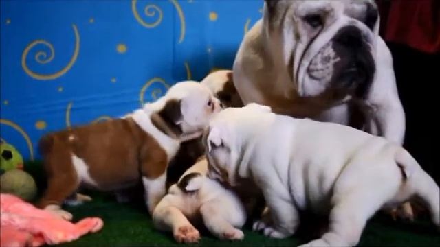 Английский бульдог щенки смотреть онлайн