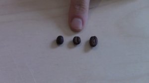 Aquaspresso Academy Arabica VS Robusta VS Peaberry