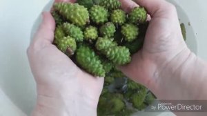 Варенье из Сосновых Шишек
