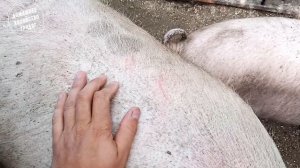 Верховая езда на Свиньях!!!