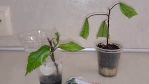 Шунгит и растения: опыт первый. Результат просто шок!