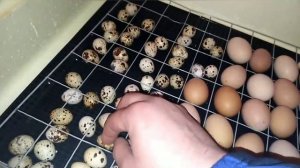 Совместная инкубация куриных и перепелиных яиц.