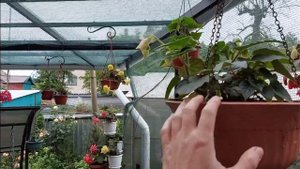 Бегонии из семян начинают цветение! Америгибриды, Иллюминейшн, Сан Дансер. 18 июня 2023 г.