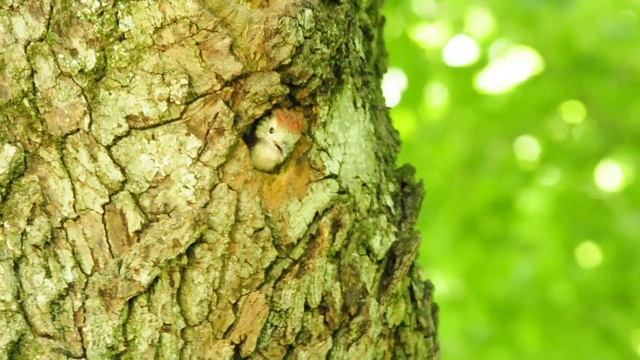 Дятел кормит птенца. смотреть онлайн