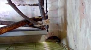 Воробей Тоша - мальчик или девочка!?