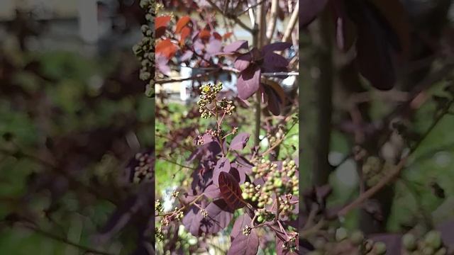 Декоративные и декоративноцветущие кустарники моего сада