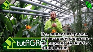 ТОЛСТЯНКА С МЫШЬЯКОМ, ГРЕЦКИЕ ОРЕХИ - С ЙОДОМ. Можно ли отравиться крассулой и как это работает?