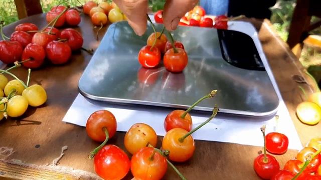 Дюк Призвание смотреть онлайн