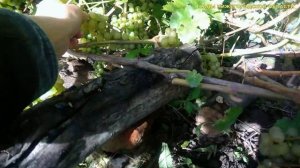 Виноград.Ранний технический сорт винограда Кристалл