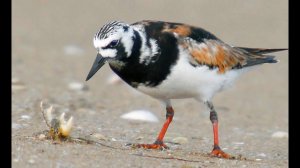 Кулик-камнешарка (Arenaria interpres) - Ruddy turnstone