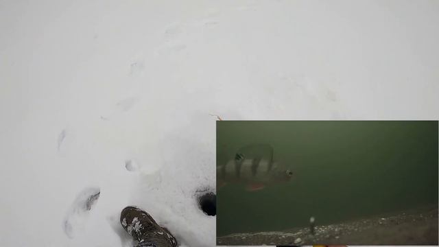 Зимняя рыбалка на плотву Съёмка подводной камерой. смотреть онлайн
