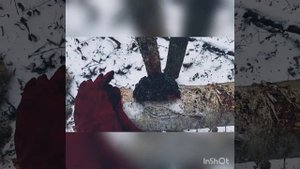 Сбор чаги, нашел много чаги