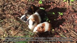 Зрение морских свинок