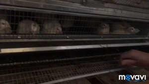 Подведение итогов по разведению перепёлок