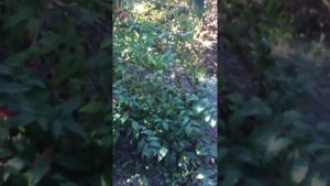 вишня зимнии гранат