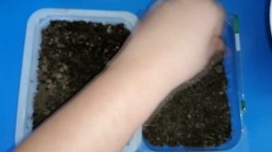 Посев агератума Голубая норка. Чудесный красавец.