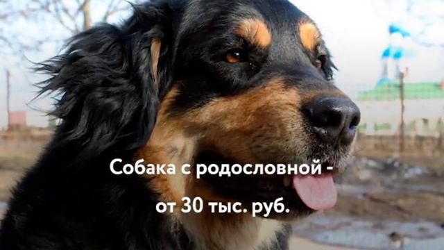 Хотошо