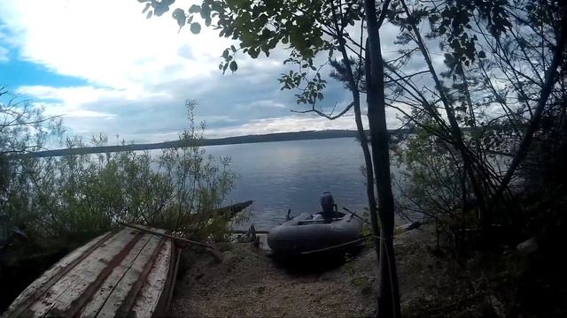Отшельники  таёжных лесов.
