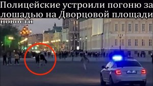 Полицейские устроили погоню за лошадью на Дворцовой площади.