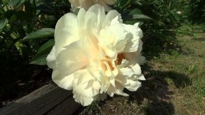 Пион Пастелеганс / Peony Pastelegance - Сад на Волхове